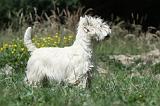 WESTIE 257